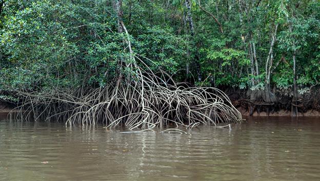 "Wurzelsalat" bei den Mangroven ...